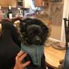 cattytrap